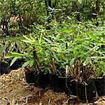 Bamboo Propagation