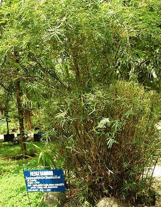 Hedge Bamboo