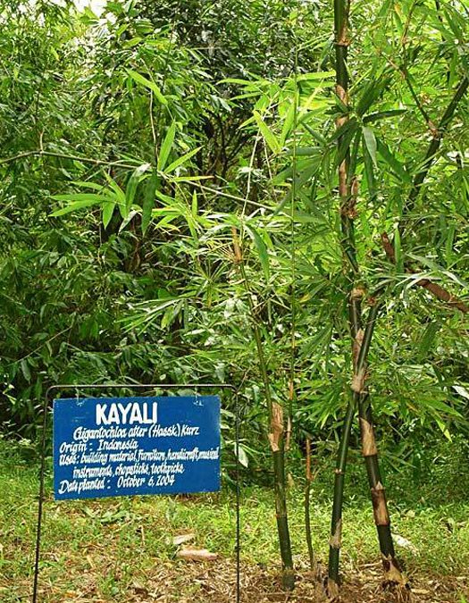 Kayali Bamboo