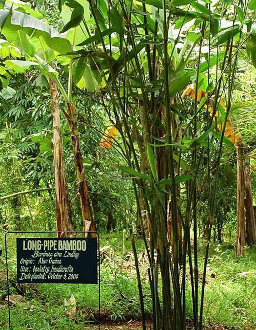 Longpipe Bamboo
