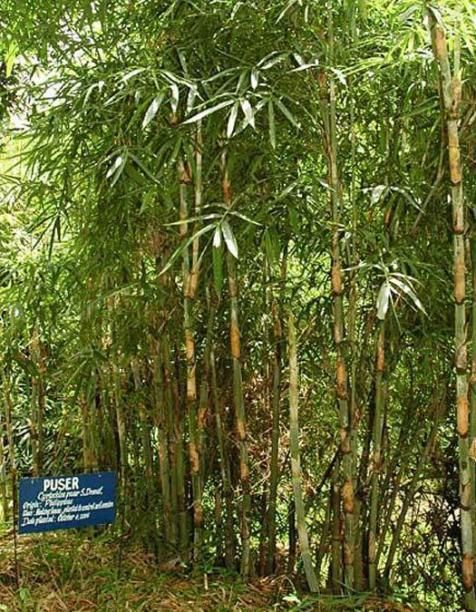 Puser Bamboo
