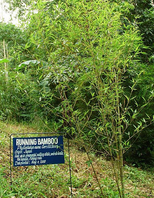 Running Bamboo