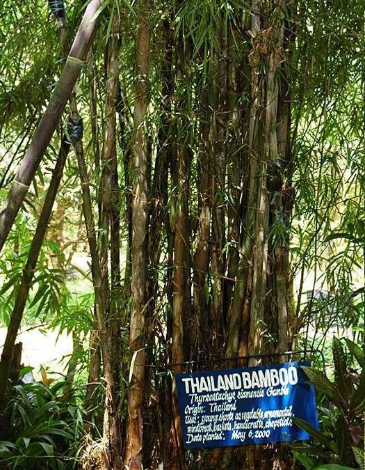 Thailand Bamboo