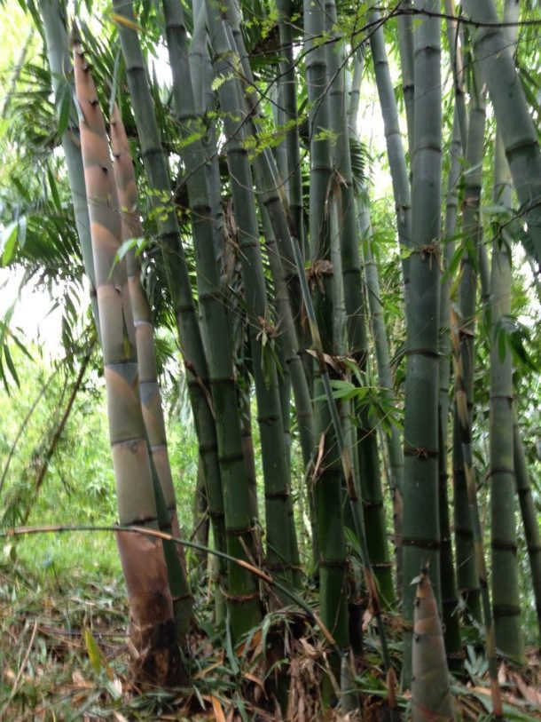 Machiku Bamboo | Carolina Bamboo Garden