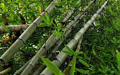 Laak Bamboo