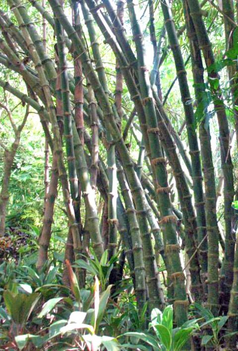 Bayog | Carolina Bamboo Garden