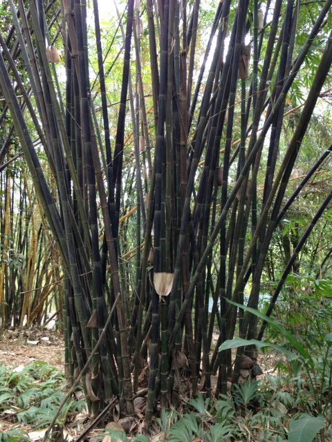 Bamboo Species | Carolina Bamboo Garden