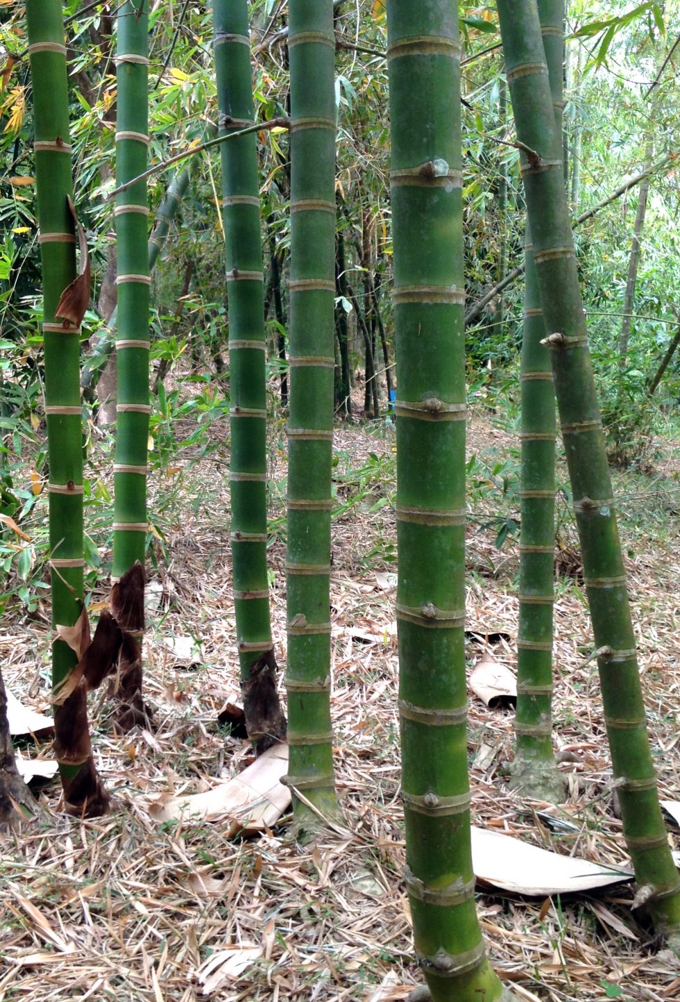 Iron Bamboo 