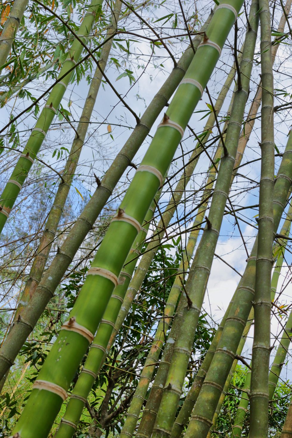 Iron Bamboo | Carolina Bamboo Garden