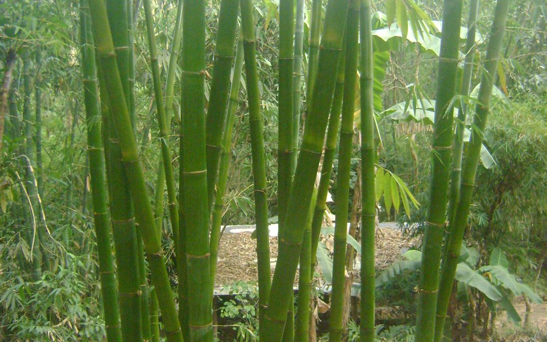 Machiku Bamboo
