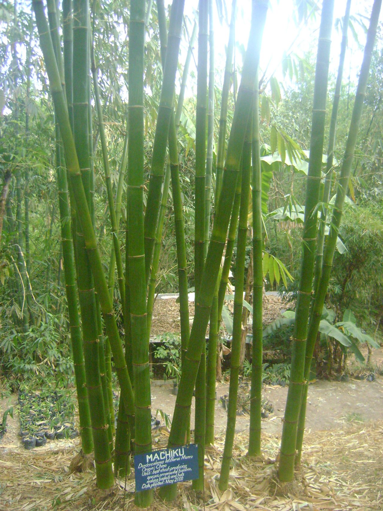 Bamboo Species Carolina Bamboo Garden