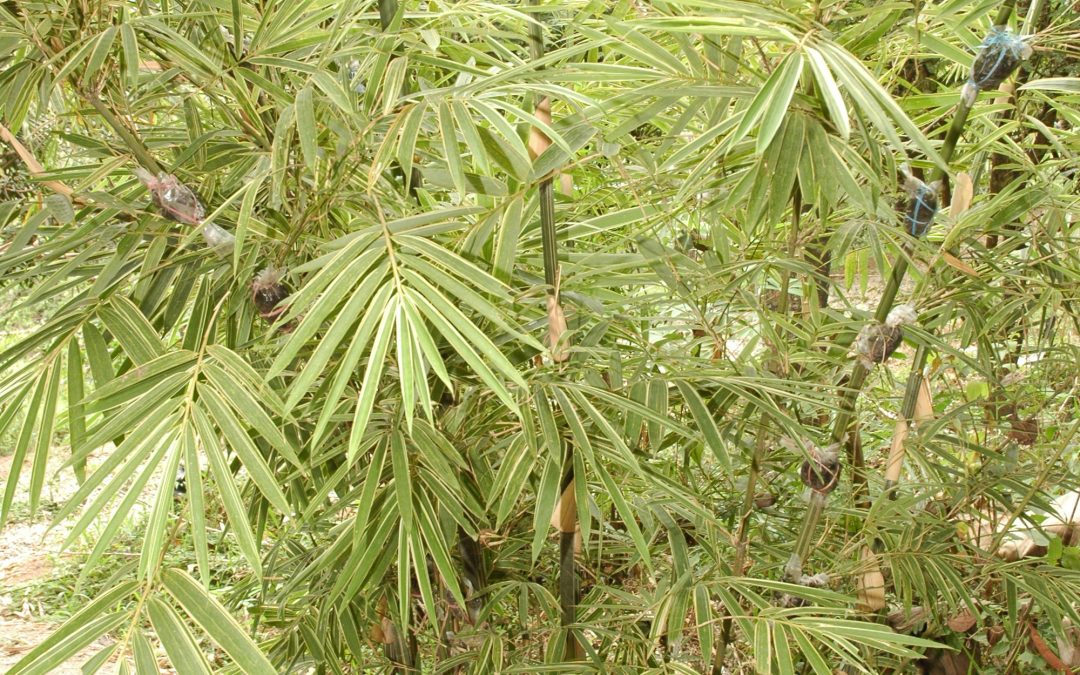 Variegated Bamboo