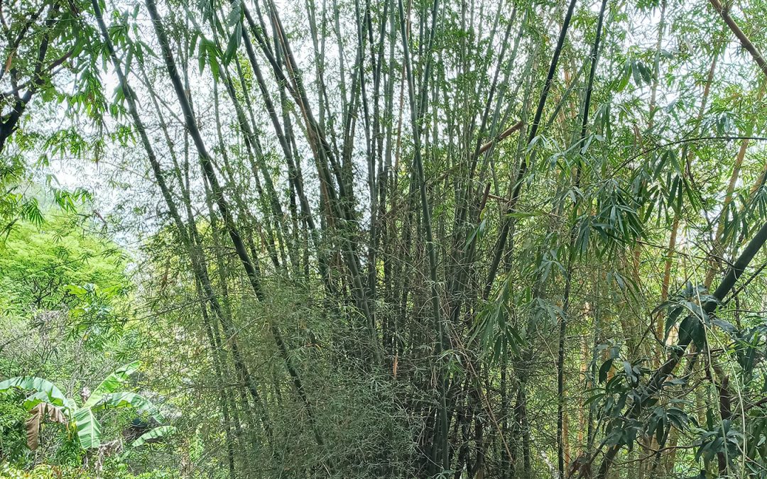 Buloh Tali Bamboo