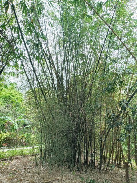 Bamboo Species | Carolina Bamboo Garden