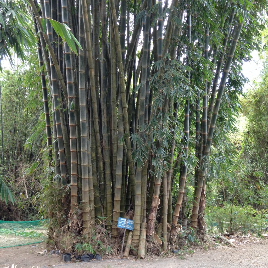 Giant Bamboo | Carolina Bamboo Garden