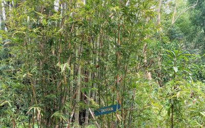 Taiwan Bamboo