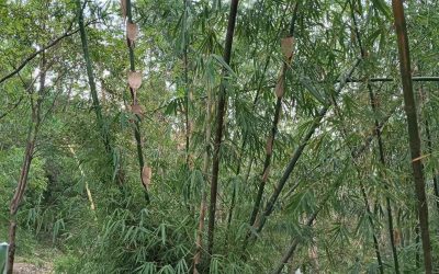 Tiger Bamboo